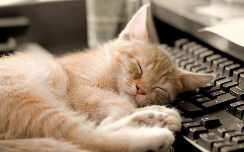 猫，键盘，睡着了