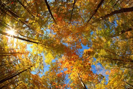 秋天，树木，冠，性质