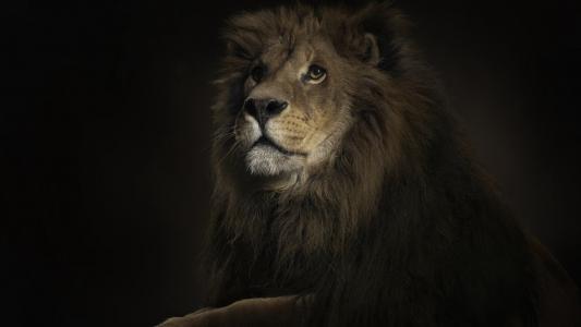 狮子，国王，壁纸