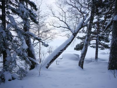 冬天，树木，性质