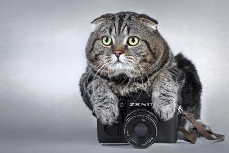 猫，相机，相机，天顶，zenit