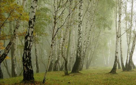 桦树，雾