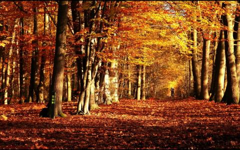 自然，树木，公园，秋天