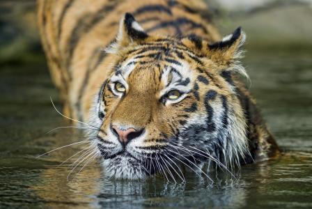 老虎，野猫，捕食者，枪口，水，洗澡