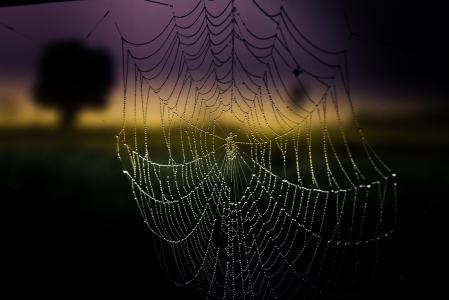蜘蛛网，下降，云量