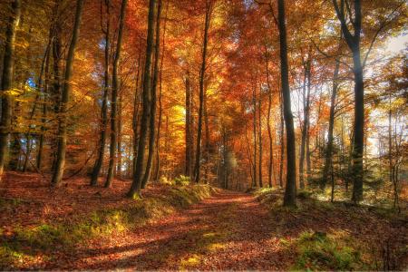 森林，秋天，树木，叶子