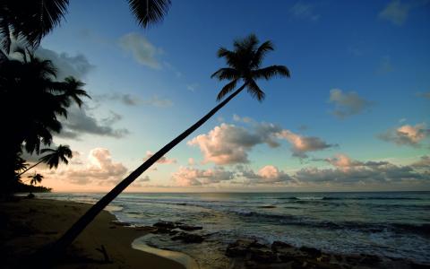 海洋，大自然，棕榈树