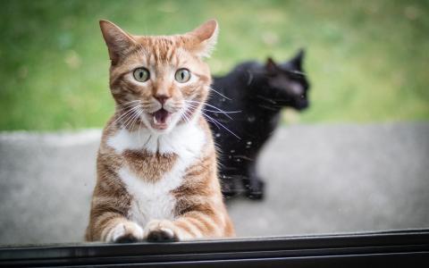 红猫，猫，猫，窗户，玻璃，惊喜