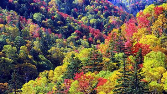 多彩的森林，秋天