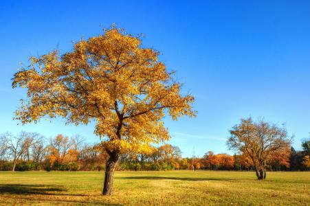 秋天，公园，树木，景观