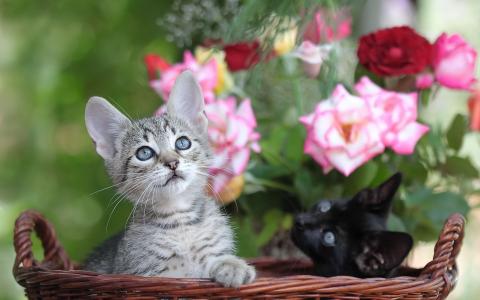 小猫，篮子，鲜花