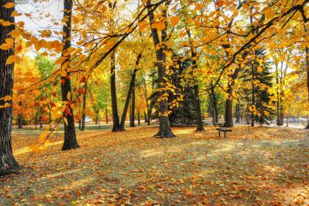 秋天，公园，树木，叶子