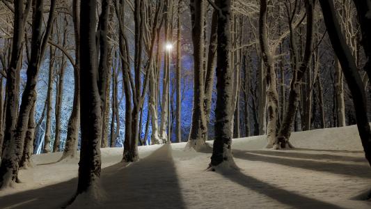 晚上，冬天，树木
