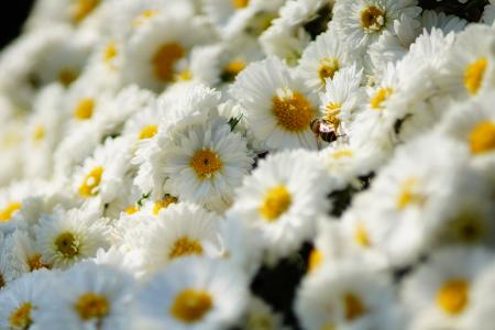 白色，蜜蜂，菊花，花朵，昆虫