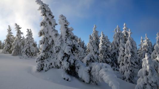 树，雪，冬天