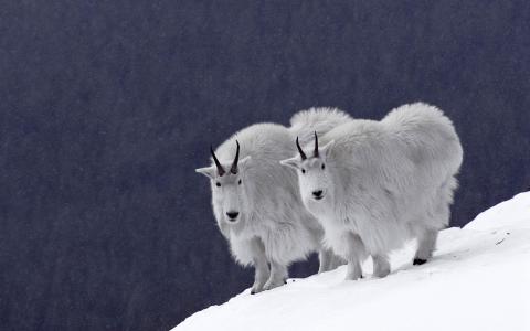 山上的动物，冬天，角
