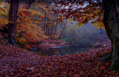 秋天，树木，森林，叶子，河，哈罗盖特，约克郡，英格兰，哈罗盖特，约克郡，英格兰