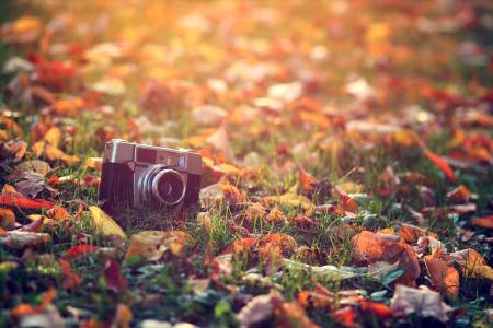 相机，相机，叶子，草，秋天