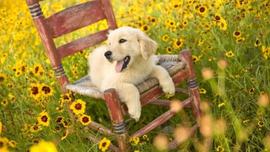 狗，小狗，椅子，开花，草地