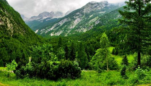 博韦茨，山，瑞士，绿化，森林