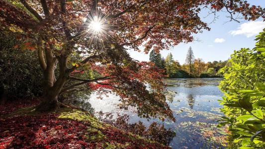 湖，树，秋天，性质