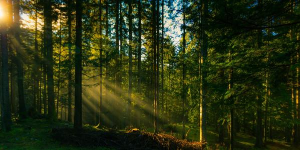 光线，树木，森林，太阳