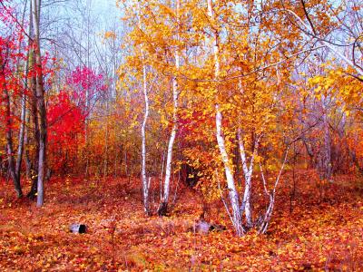 秋季，森林，自然，十月，绯红色，黄金，桦木，kokshetau