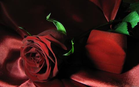 玫瑰，红色，案例，礼物