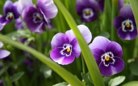 花，紫罗兰，眼睛，三色，中提琴