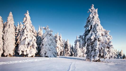 冬天，雪，树木，性质，树木，云杉