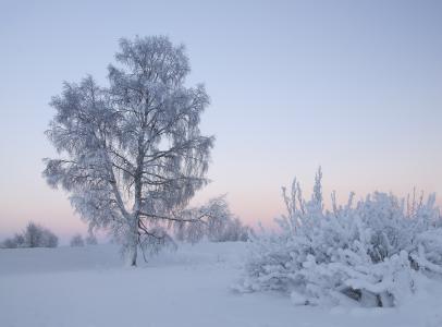 冬天，日落，树木，景观