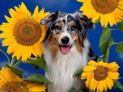 狗，鲜花，向日葵，边境牧羊犬