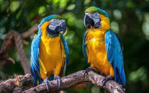 蓝黄色的金刚鹦鹉，金刚鹦鹉，鹦鹉，鸟类，情侣