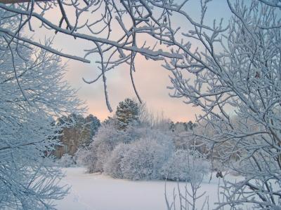 冬天，雪，树，白霜，树枝