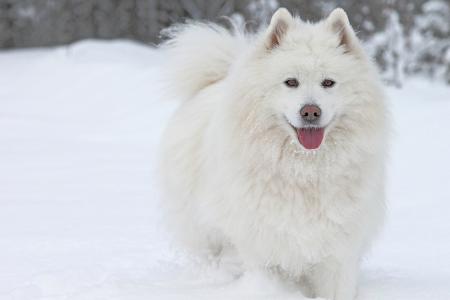 狗，萨摩耶，舌头，雪，冬天