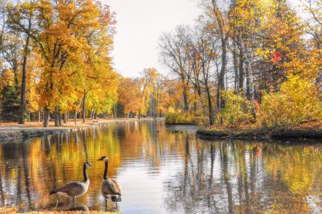秋天，湖，公园，树木，鹅，景观