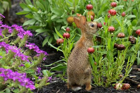 兔子，鲜花