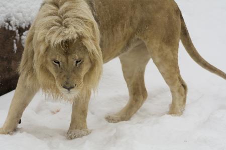 狮子，野猫，捕食者，枪口，鬃毛，冬天，雪，动物园