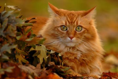 红猫，看，叶子，猫