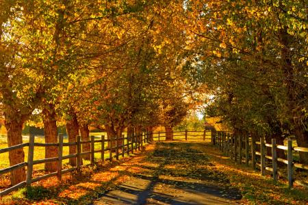 秋，路，森林，路径，性质，叶子，树，多彩，领域