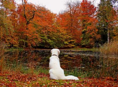 湖，叶子，秋天，狗，森林