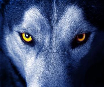 狼，眼睛，动物