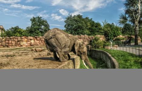 德国，动物园，大象