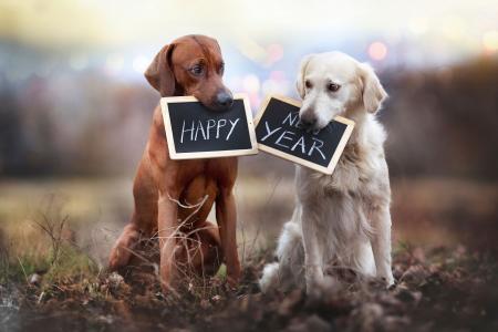 狗，板，卡，动物，新年快乐，新年快乐