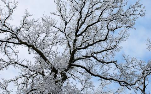 树，分支机构，雪，天空