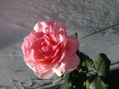 玫瑰，绽放，粉红色，温柔