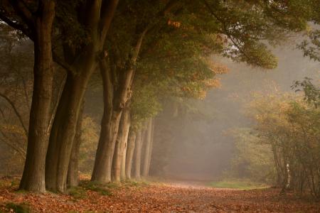 性质，道路，森林，叶子，秋季，树木