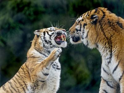 老虎，野猫，捕食者，夫妻，争吵，笑容，f牙，枪口，爪子