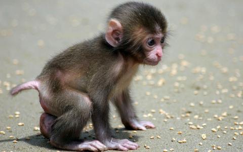 猴子,幼崽,小