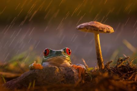青蛙，蘑菇，雨